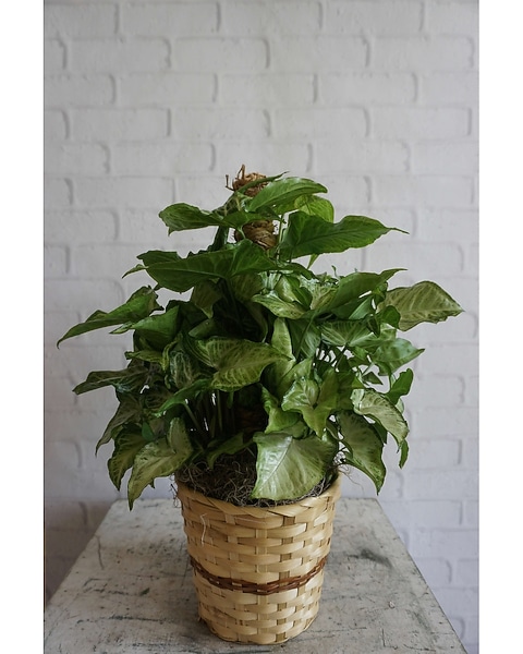 plants are purple gutschein Gift Card 30