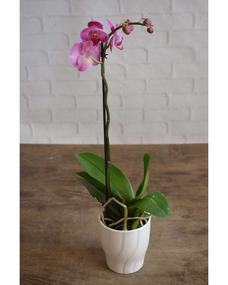 割引購入 Single Flowers Lehrer's - CO Denver in Orchid Purple トップス