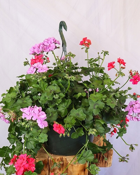 money tree plant real name Pachira aquatica | Money Tree