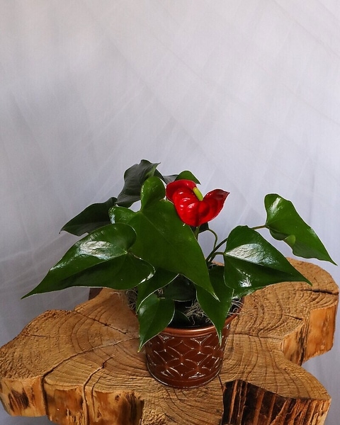 bonsai tree seeds Twisted Pomegranate Bonsai Tree Seeds - 20 Seeds to Grow