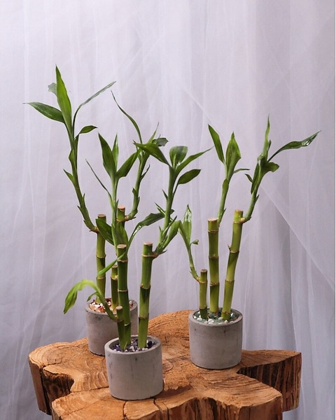 buy ponytail palm tree Ponytail Palm (Tabletop)  Interior Foliage Design