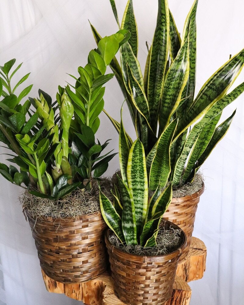 Hard To Kill Green Plant - Fort Collins, CO | Palmer Flowers