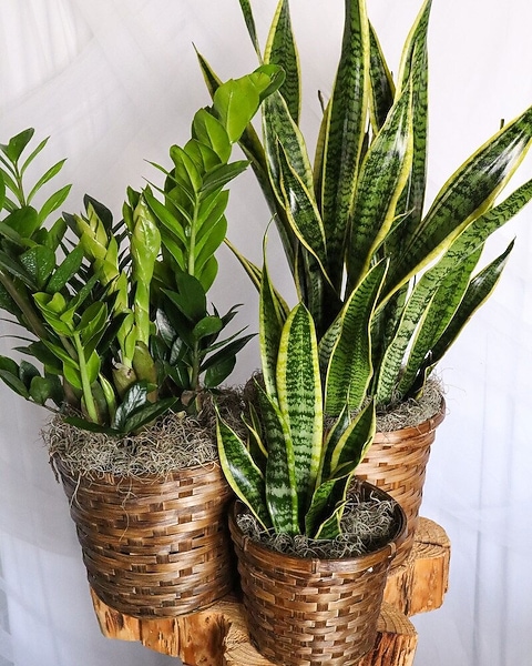 Hard To Kill Green Plant - Fort Collins, CO | Palmer Flowers