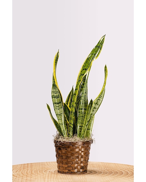 Snake Plant - Fort Collins, CO | Palmer Flowers