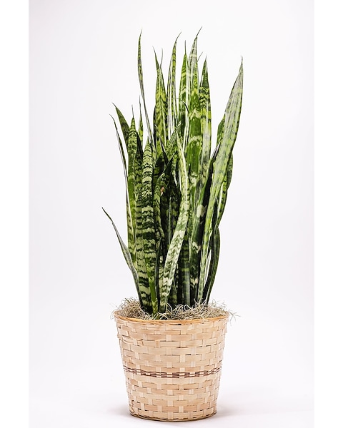 are snake plants low maintenance Snake Plant  Buy Low-Maintenance Indoor Plant Online