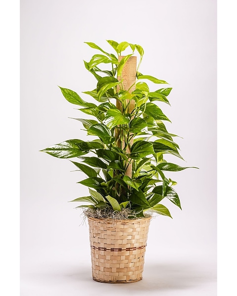 Pothos on Pole