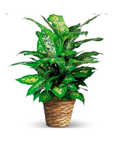 Dieffenbachia Plant