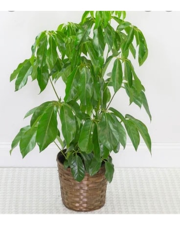 BIG LEAF SCHEFFLEAR Plant