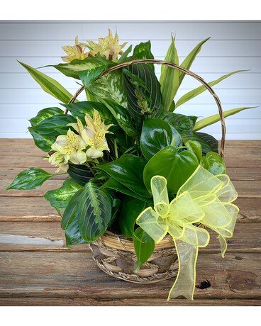 SUNSHINE GARDEN Plant