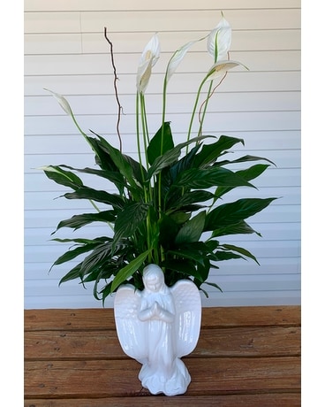 ANGEL PLANTER Plant