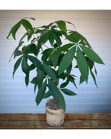 Money Tree Flower Arrangement