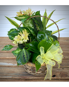 SUNSHINE GARDEN Plant