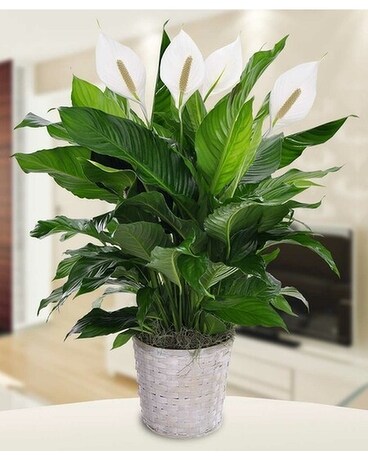 Peace Lily Flower Arrangement