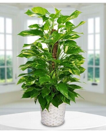 Pole Ivy Flower Arrangement