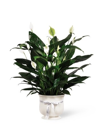 Comfort Planter Plant