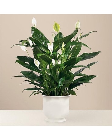 Comfort Planter Plant