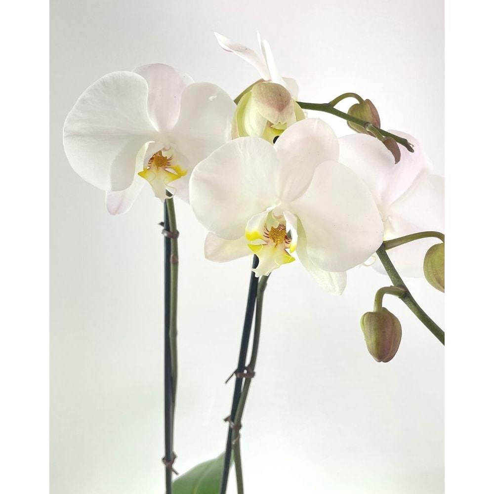 ㊙️ H Orchid Plant-White