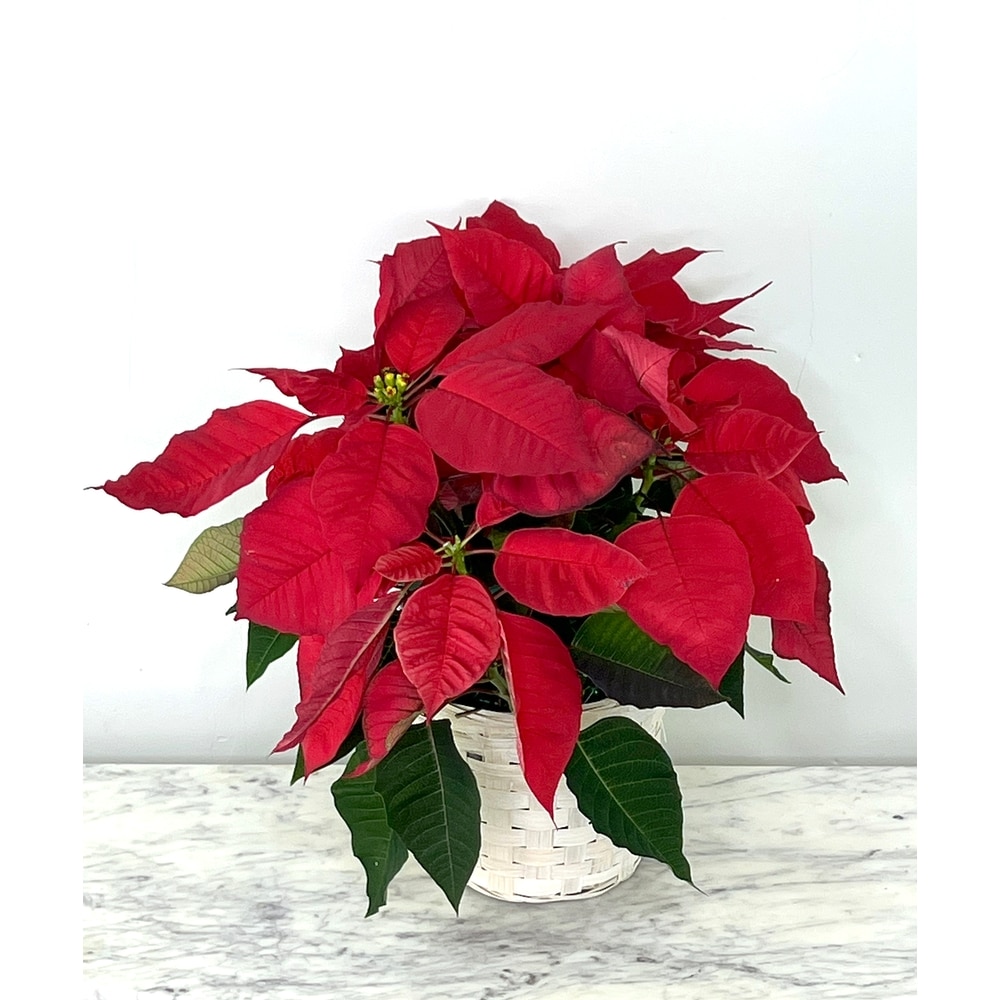 Red christmas best sale plant poinsettia