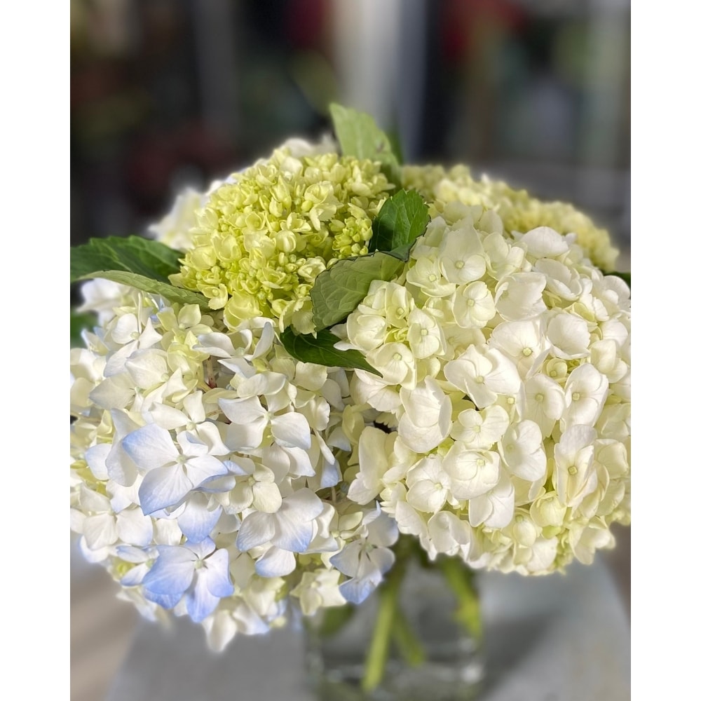コレクション Hydrangea4937 20240624104209_file_6679f641c1