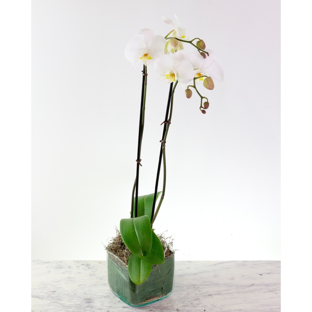 Orchid Plant-White
