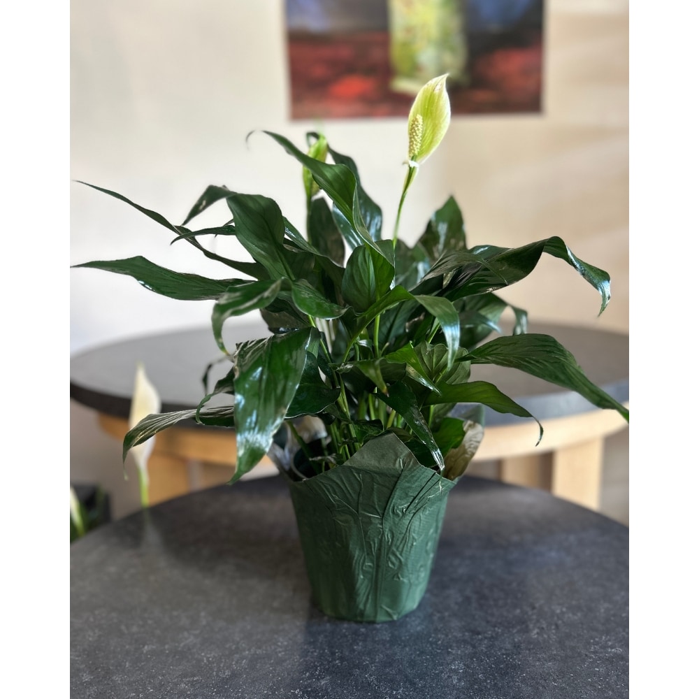 Peace Lily