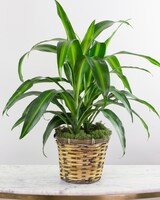 Standard - 6" Basket size,  inches height and  inches wide.
