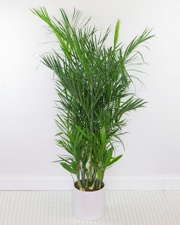Palm Plant Plant