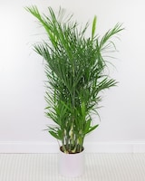 8in Ceramic size,  inches height and  inches wide.
