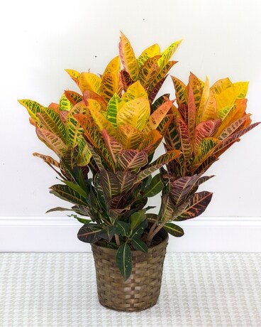 Croton Plant Flower Arrangement