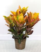 Premium - 8" Basket size,  inches height and  inches wide.