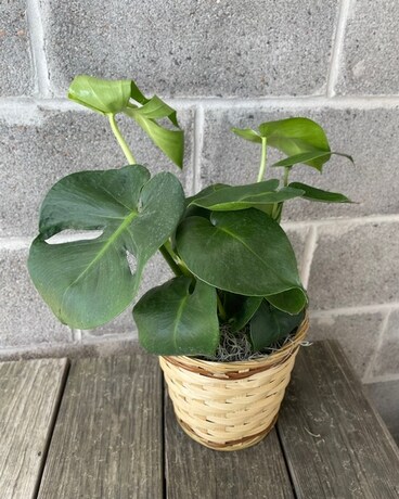 Modern Monstera Plant