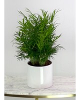 6in Ceramic size,  inches height and  inches wide.