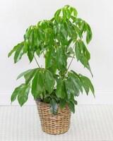 Deluxe - 10" Basket size,  inches height and  inches wide.