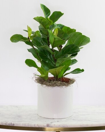 Fiddle Leaf Fig Plant