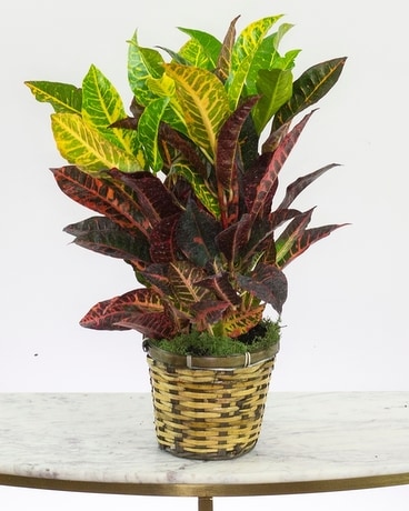 Croton Plant Flower Arrangement