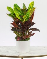 Deluxe - 6" Ceramic size,  inches height and  inches wide.