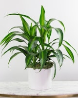Deluxe - 6" Ceramic size,  inches height and  inches wide.
