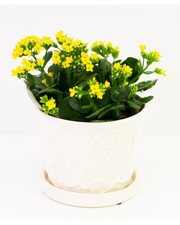 Keepsake Kalanchoe Plant