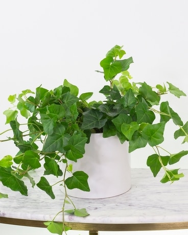English Ivy Plant Flower Arrangement