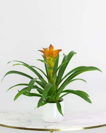 Bromeliad Plant