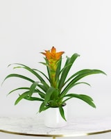 Deluxe - 6" Ceramic size,  inches height and  inches wide.