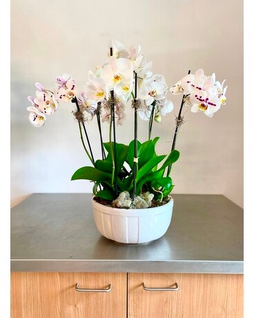 Orchid Plant Madness Plant
