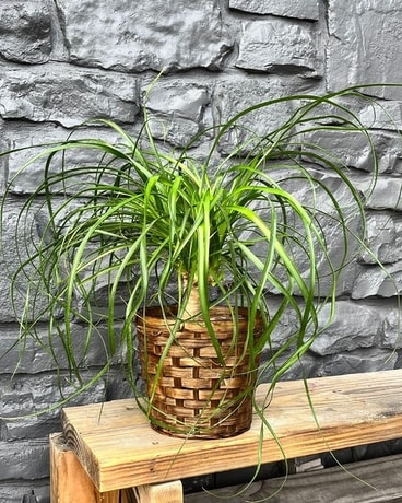 Ponytail Palm Plant