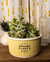 Deluxe - Ceramic size,  inches height and  inches wide.