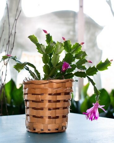 Christmas Cactus Plant