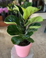 6in Pink Ceramic Pot size,  inches height and  inches wide.