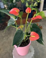 6in Pink Ceramic size,  inches height and  inches wide.