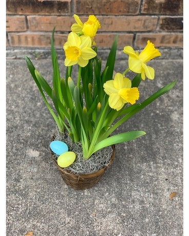 Daffodil Plant Plant