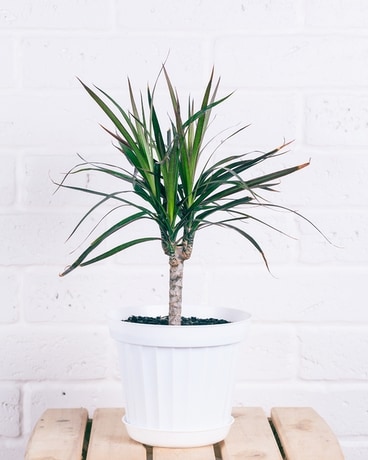 Dracaena Marginata Plant