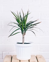 8" Wicker Basket size,  inches height and  inches wide.